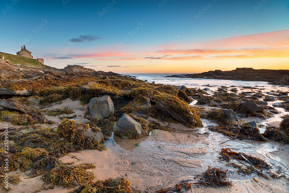 Seaweed covered rocks on the beach at Howick Haven on the Northumberland coastline
