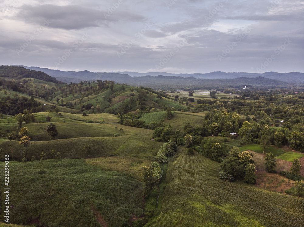 Fototapeta premium Rural landscape, Field of corn ready for harvest in the background the mountains