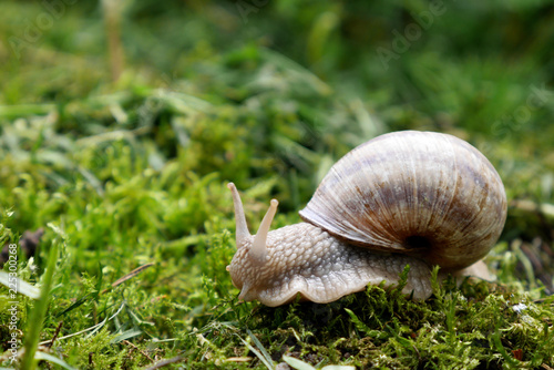 Weinbergschnecke