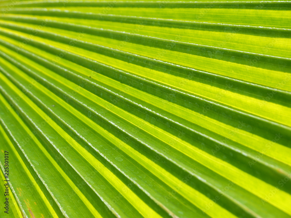 Fototapeta premium Texture of Green palm Leaf