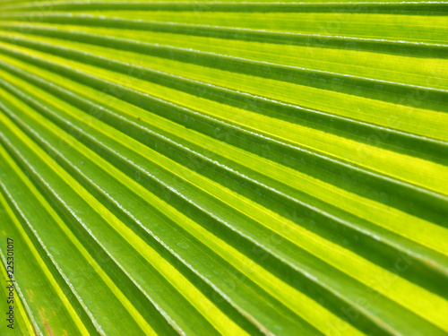 Texture of Green palm Leaf