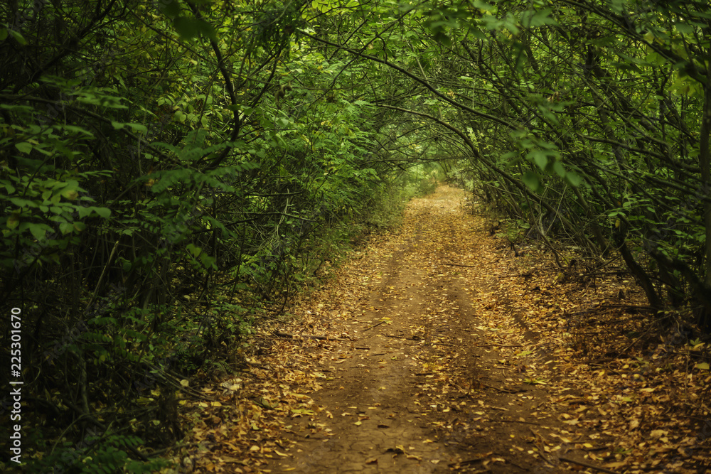Fototapeta premium forest road in the floodplain 2