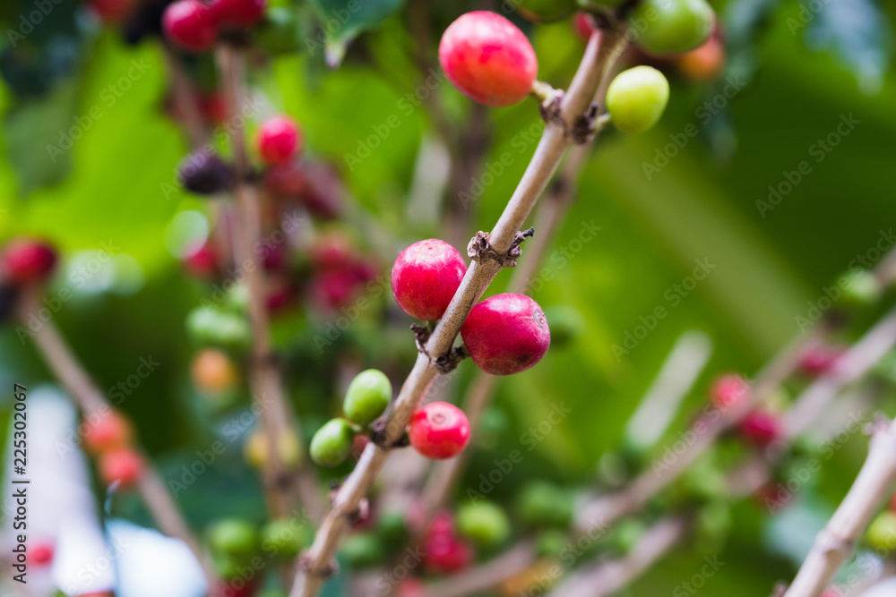 Arabica Coffee Tree.red ripe berries. Arabica Coffee Tree.red ripe berries.