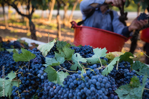 Vendemmia in Puglia photo