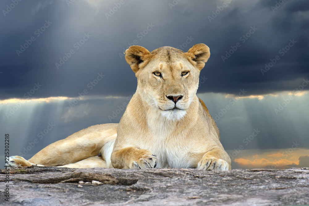 Obraz premium Lew afrykański w parku RPA