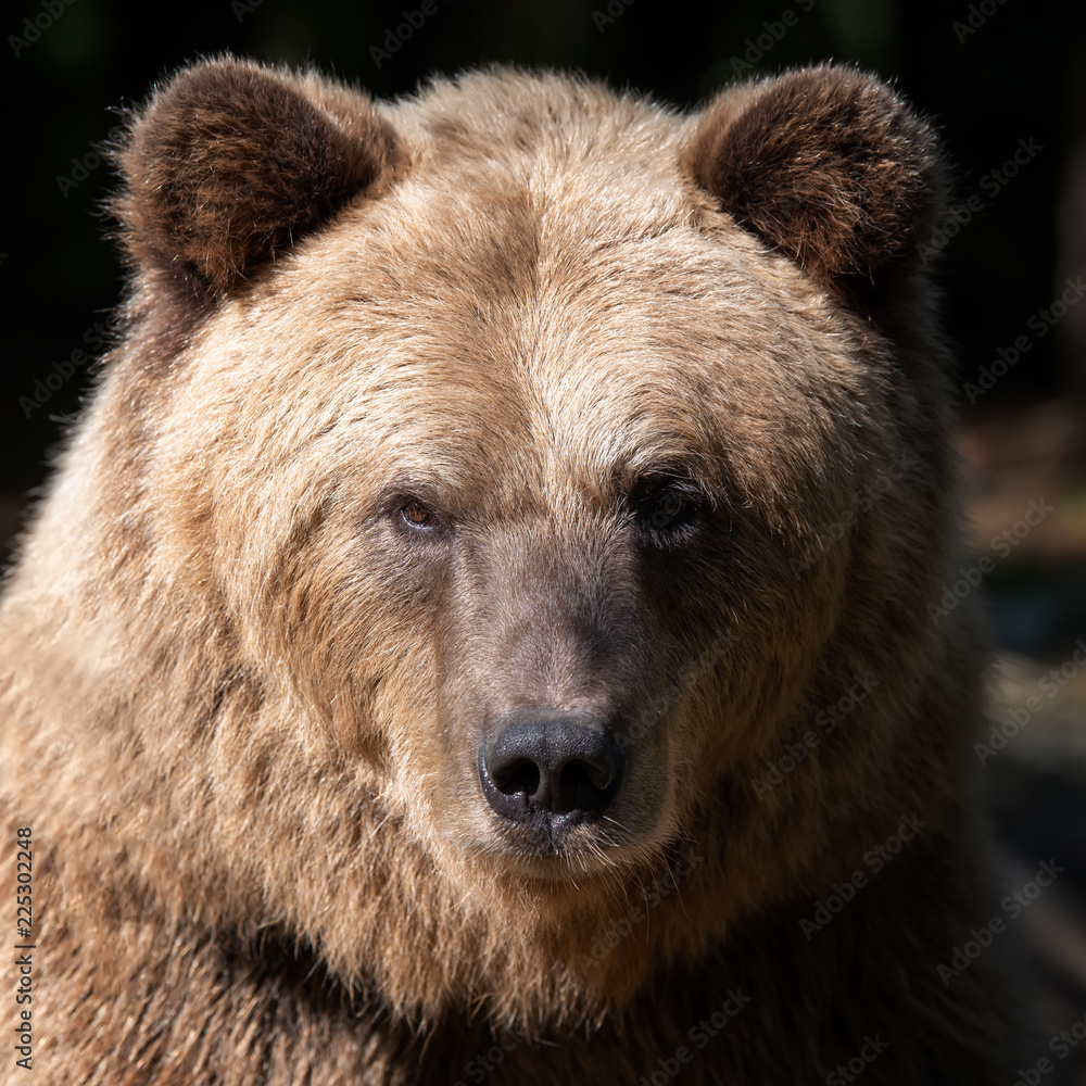 Portrait brown bear in the forest Portrait brown bear in the forest
