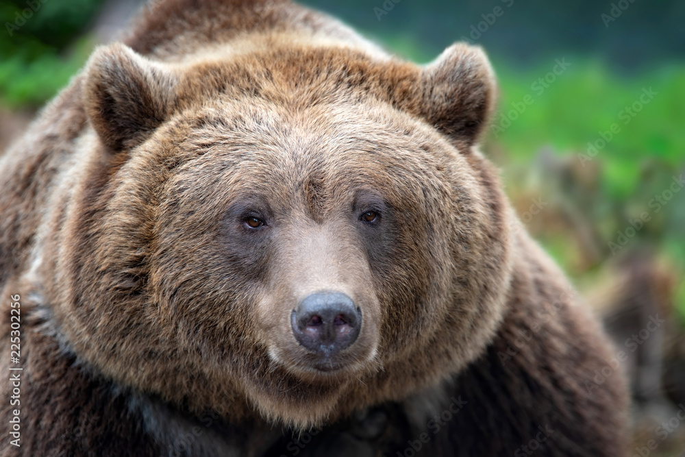 Portrait brown bear in the forest