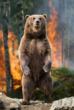 Big brown bear standing stands in burning forest
