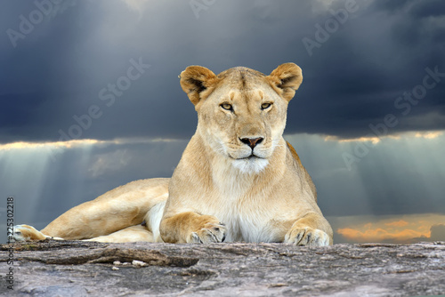 Fototapeta Naklejka Na Ścianę i Meble -  African lion in the Park South Africa