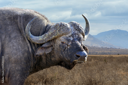 Wild African buffalo bull