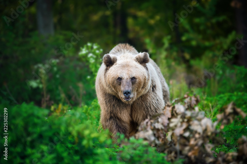 Brown bear in the forest © byrdyak