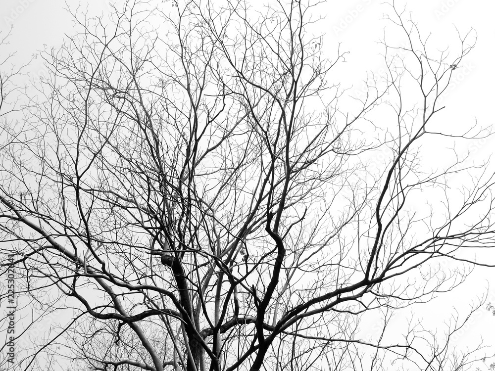 Dry tree Dry tree