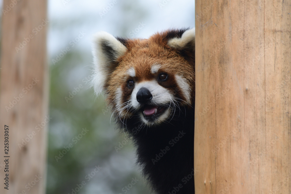 Obraz premium レッサーパンダ かみね動物園