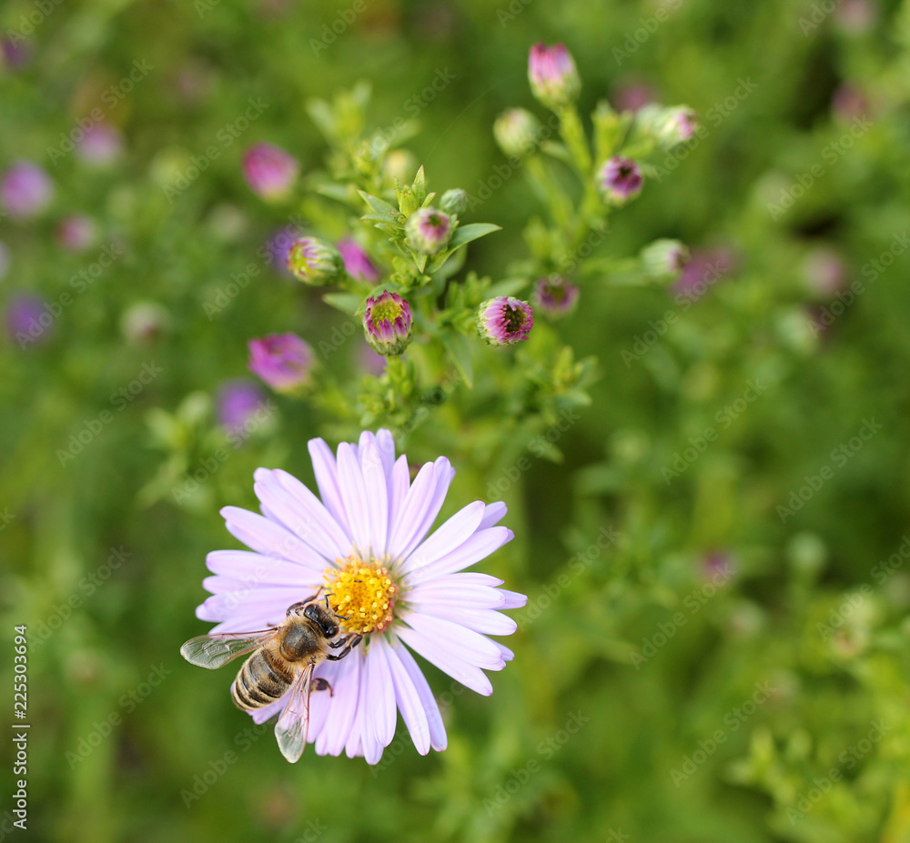 bee on flower