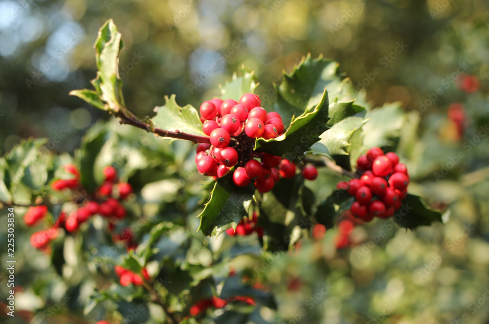 Obraz premium Red berries of holly from close-up on the tree. common holly, English holly, European holly, Christmas holly,