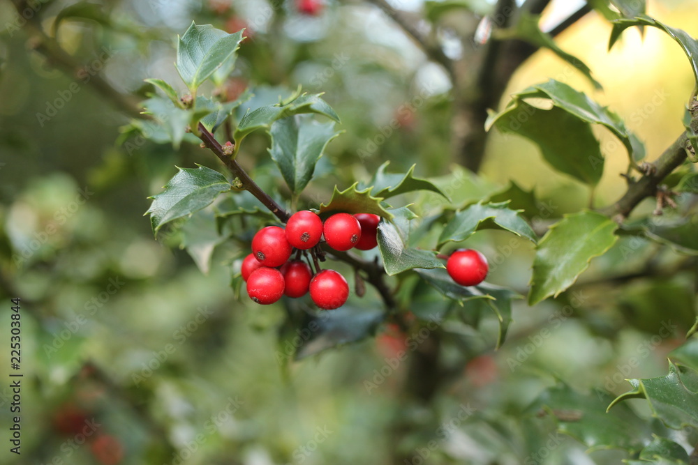 Red berries of holly on the tree. common holly, English holly, European holly, Christmas holly,