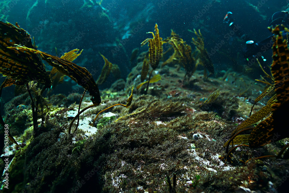 Fototapeta premium podwodne zdjęcie rozgwiazdy