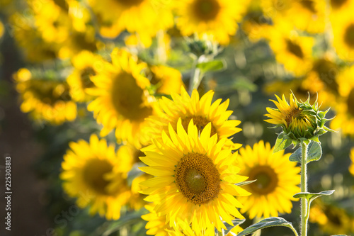 Fototapeta Naklejka Na Ścianę i Meble -  Beautiful Sunflowers, closeup