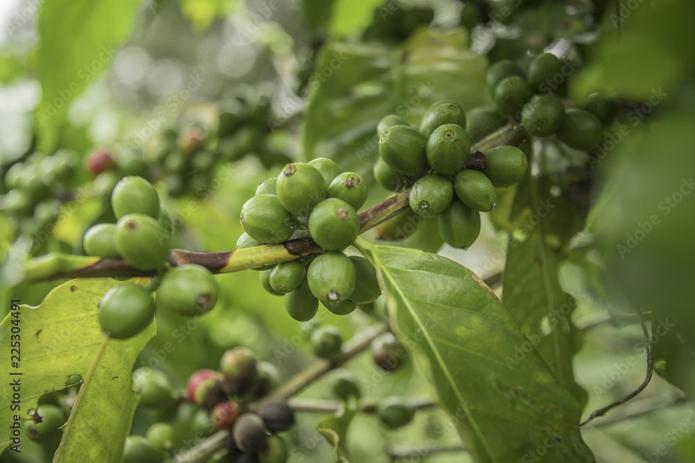 Coffee beans ripening on tree in North of thailand. fresh coffee cherry Coffee beans ripening on tree in North of thailand. fresh coffee cherry