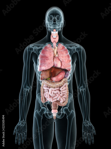 3d rendered medically accurate illustration of a mans internal organs photo