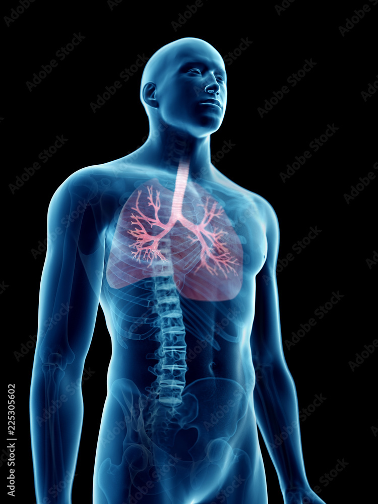3d rendered medically accurate illustration of a mans bronchi 3d rendered medically accurate illustration of a mans bronchi