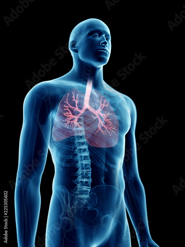 Wallpaper Mural 3d rendered medically accurate illustration of a mans bronchi Torontodigital.ca