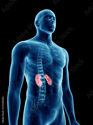 3d rendered medically accurate illustration of a mans kidneys