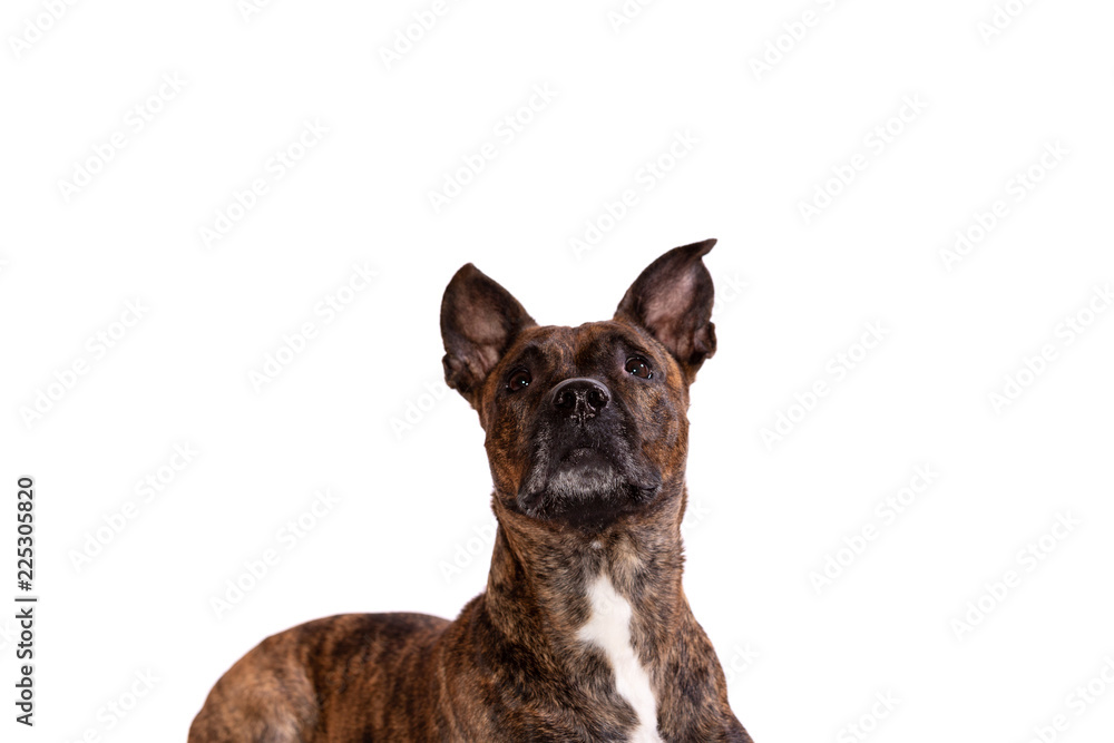 Adorable tiger dog isolated on white background