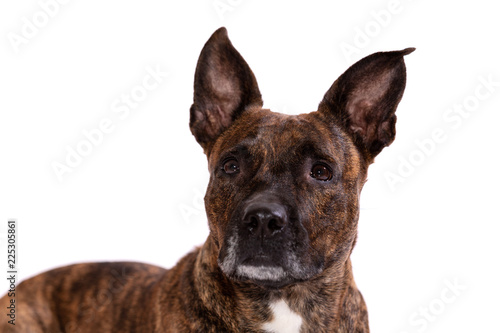 Adorable tiger dog isolated on white background