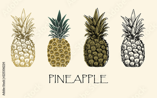 Vector illustration. Sketch drawing pineapple in different styles. Vector objects.