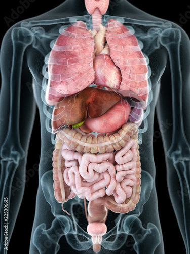 Quadro su tela 3d rendered medically accurate illustration of a mans internal organs