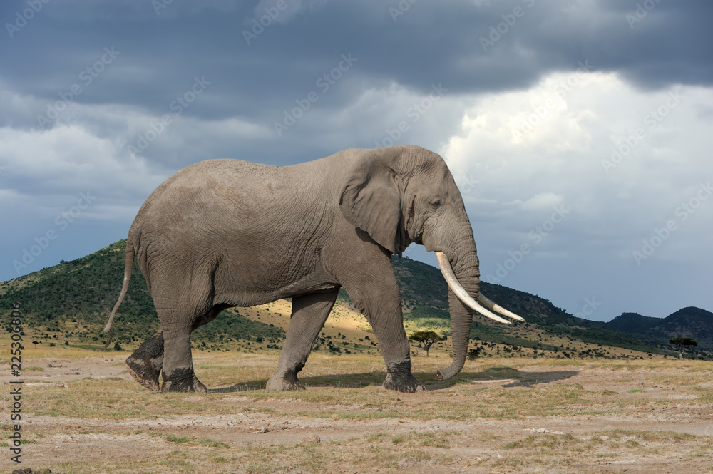Fototapeta premium Elephant in National park of Kenya