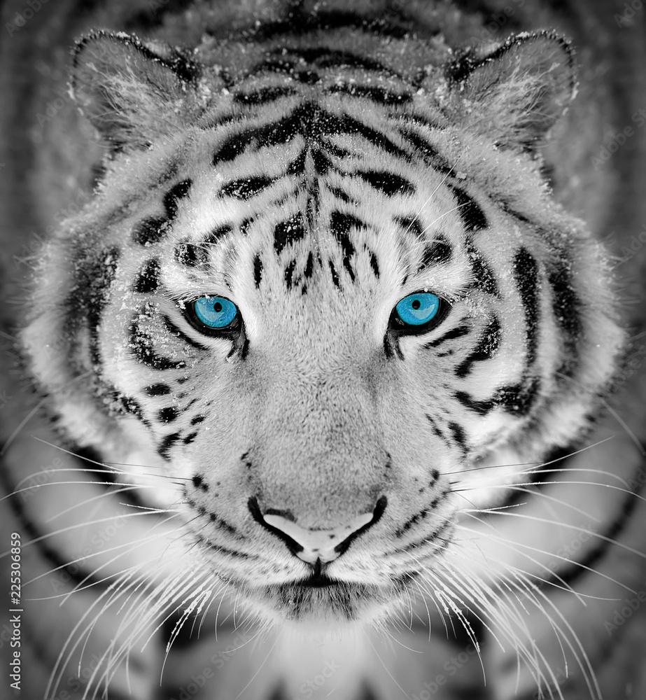 Naklejka premium Tygrysi portret w zima czasie z niebieskim okiem