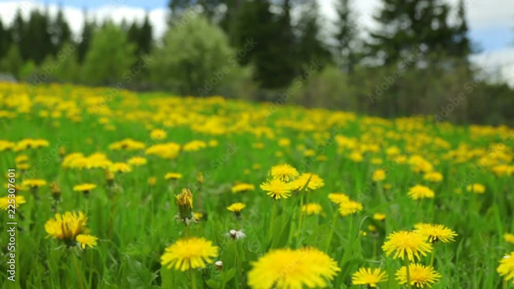 Dandelion meadow summer day view Dandelion meadow summer day view