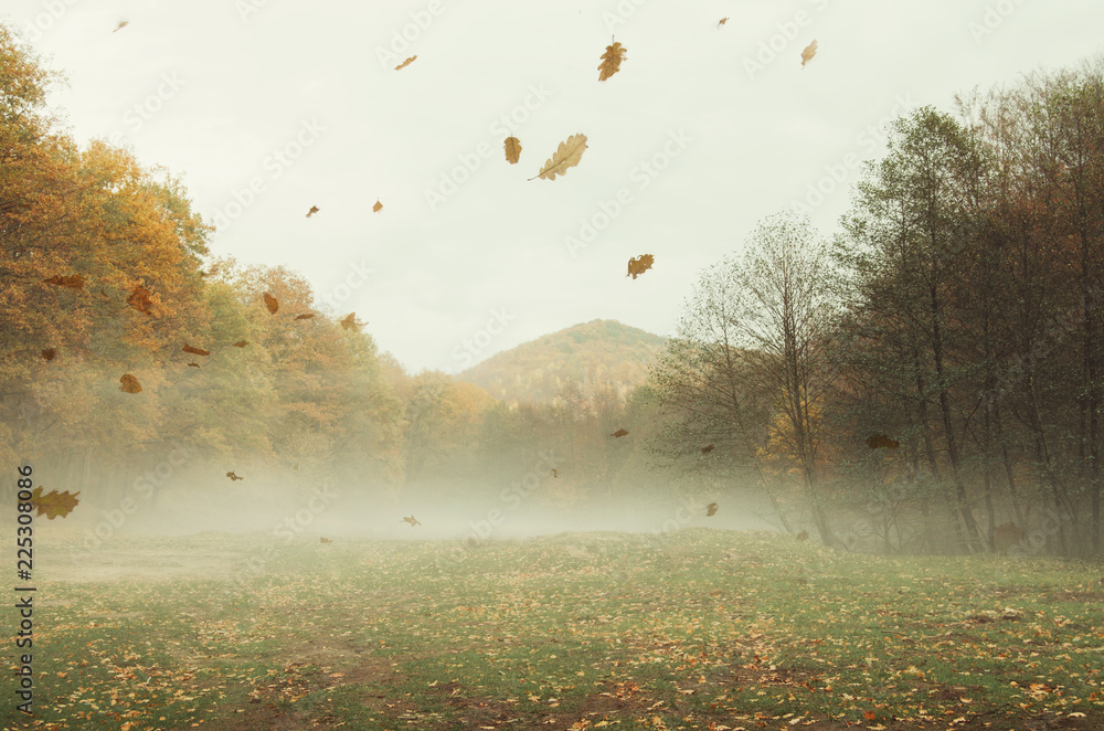 autumn landscape background with leaves falling in the wind - obrazy, fototapety, plakaty 