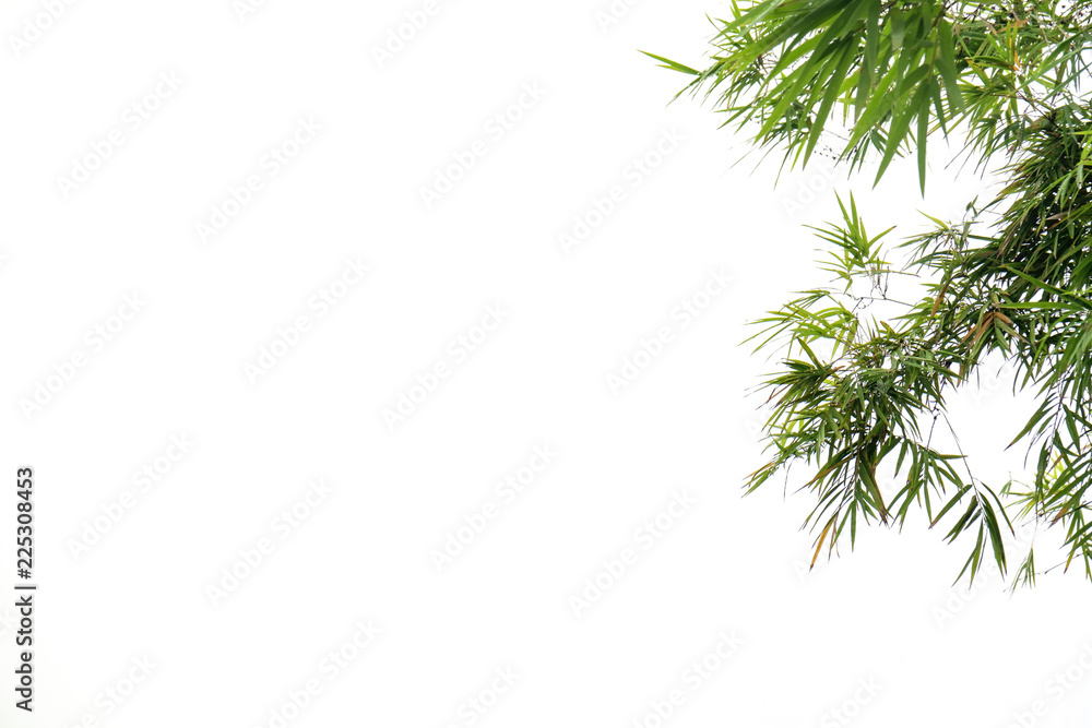 green bamboo leaf , green tropical foliage texture isolated on white background of file with Clipping Path . green bamboo leaf , green tropical foliage texture isolated on white background of file with Clipping Path .