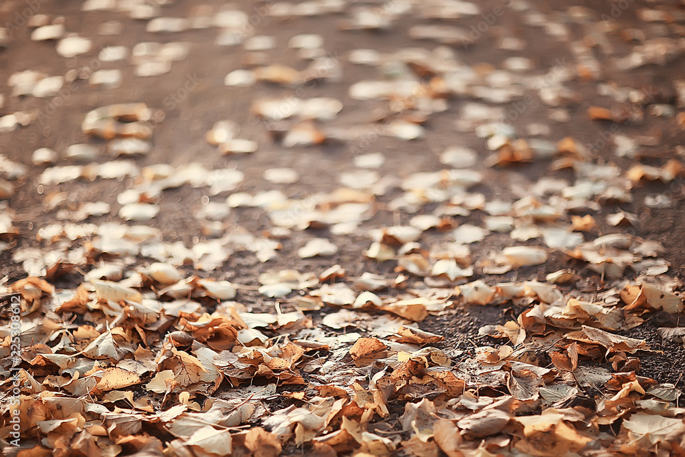 Fallen yellow leaves background / Blurred yellow autumn background with leaves on the ground, Indian summer, October leaves