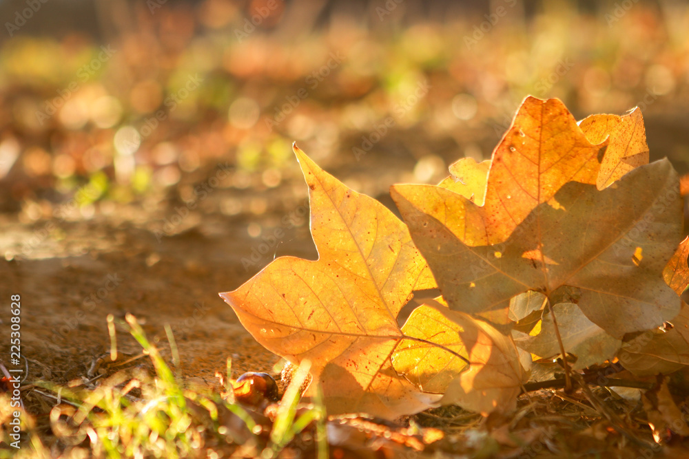 Close up shot of yellow autumn maple leaves at sunset. Beautiful natural bokeh and backlight. Copy space. Love fall. Selective focus. Close up shot of yellow autumn maple leaves at sunset. Beautiful natural bokeh and backlight. Copy space. Love fall. Selective focus.