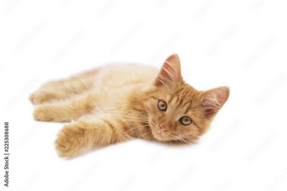 beautiful red cat on a white background lies