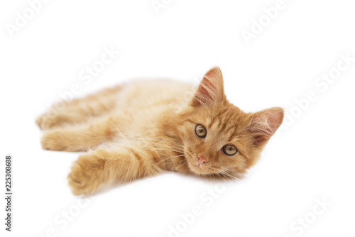 beautiful red cat on a white background lies © Асель Иржанова