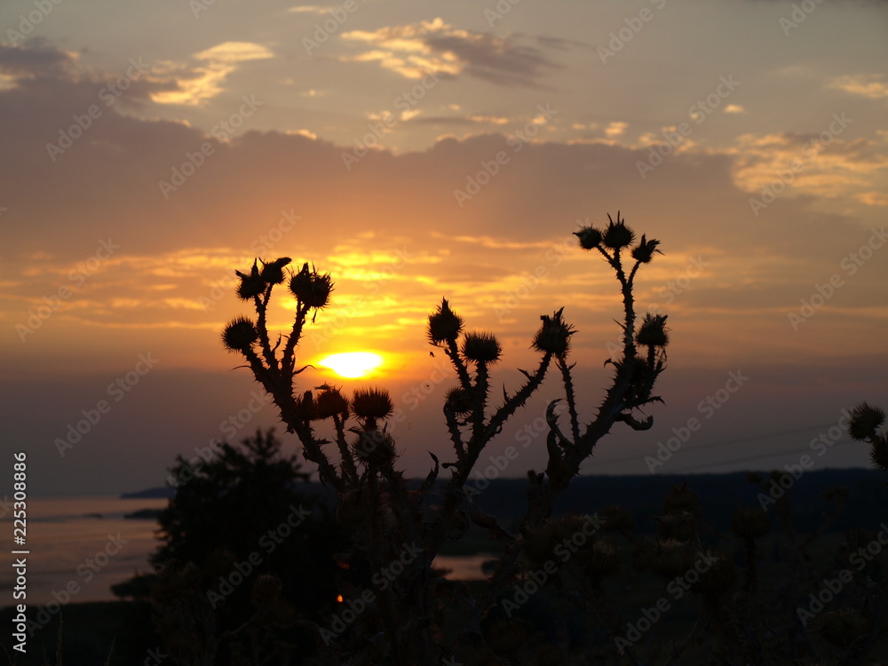 Silhouette of burdock on sunset Silhouette of burdock on sunset