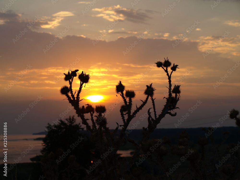 Silhouette of burdock on sunset