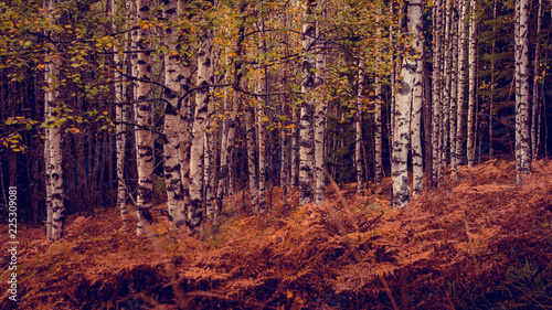 Northern Birches and Ferns