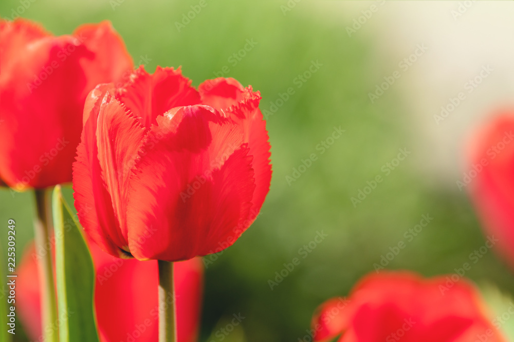 Obraz premium Red Tulips Flowers Blooming in a Park close up.