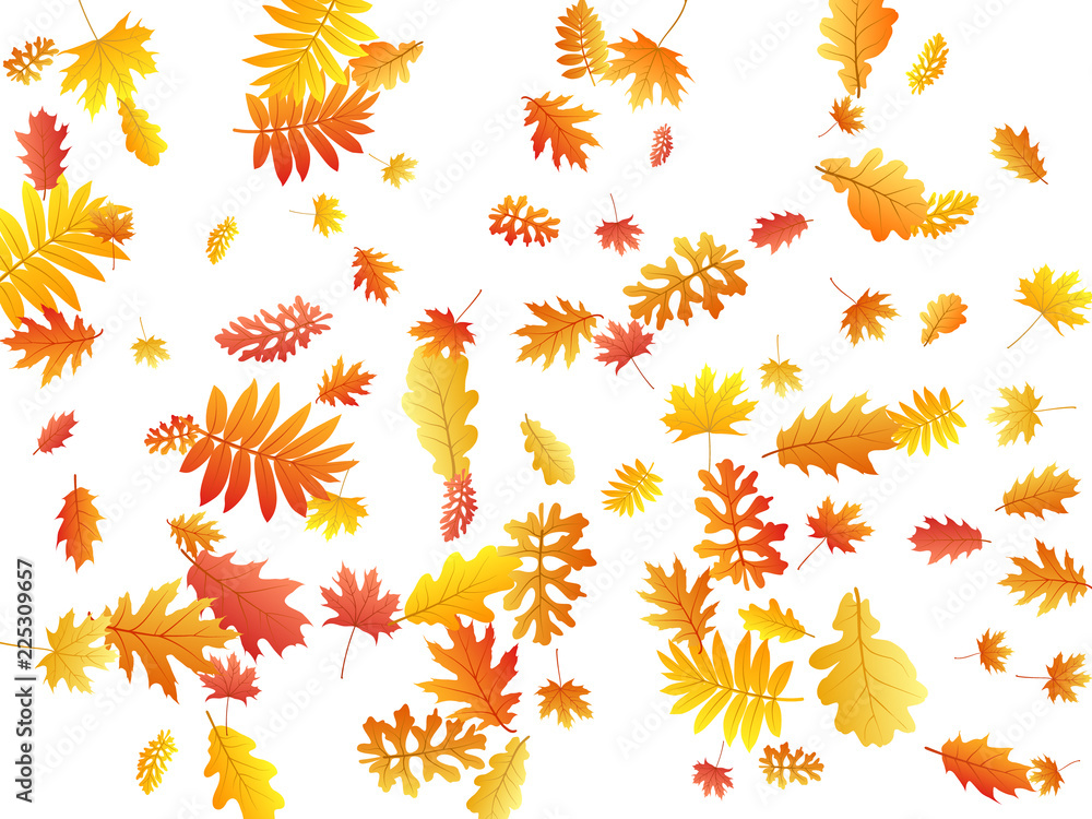 Naklejka premium Oak, maple, wild ash rowan leaves vector, autumn foliage on white background.