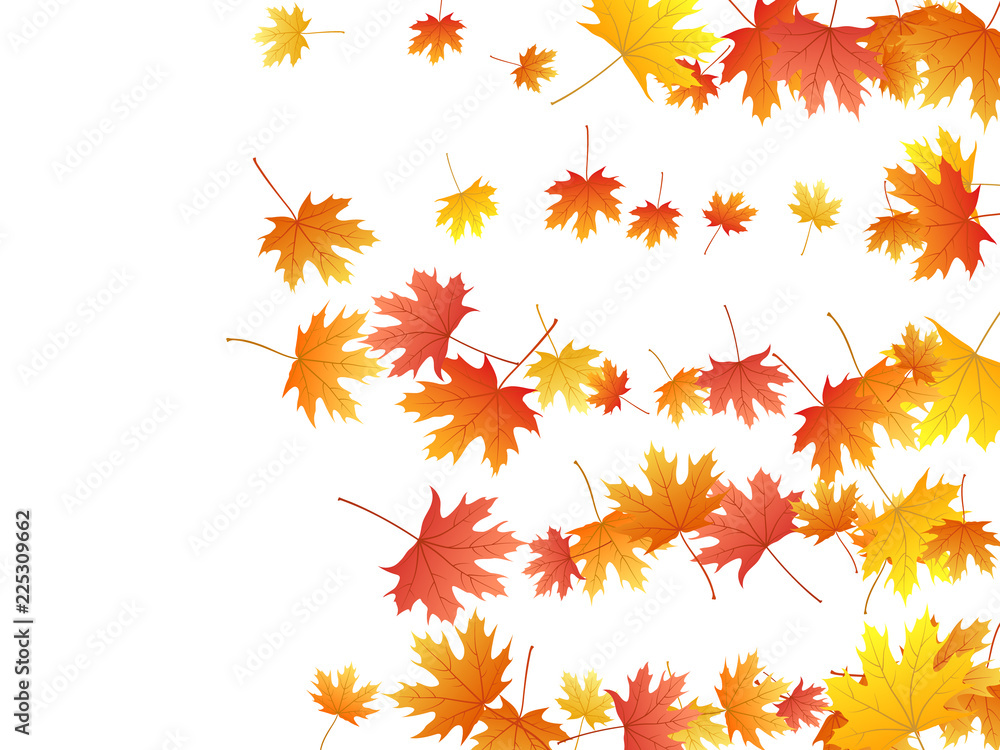 Maple leaves vector background, autumn foliage on white graphic design. Maple leaves vector background, autumn foliage on white graphic design.