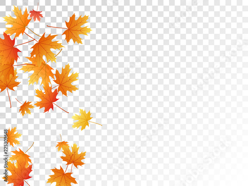 Maple leaves vector illustration, autumn foliage on transparent background.