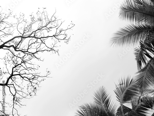 black and white tree on white background