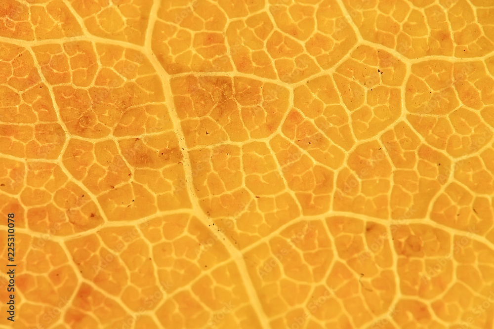 macro texture of leaves / yellow autumn leaf, enlarged macro texture, autumn background concept