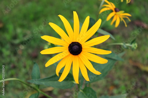 Black-eyed Susan or Rudbeckia hirta or Brown-eyed Susan or Brown betty or Gloriosa daisy or Golden Jerusalem or English bulls eye or Poor-land daisy or Yellow daisy or Yellow ox-eye daisy annual flowe